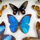 Naturalized butterfly frame