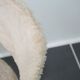 Vintage white barrel chair compass feet 1960