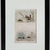 Original zoological board " rat, squirrel, mulot,... " - buffon 1840