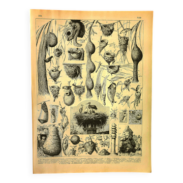 Antique engraving 1897 A. Millot - Nest, Birds' nest and other animals