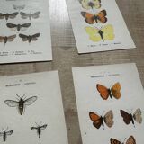 Naturalist butterfly engraving 1900.