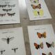 Gravure papillon naturaliste 1900.