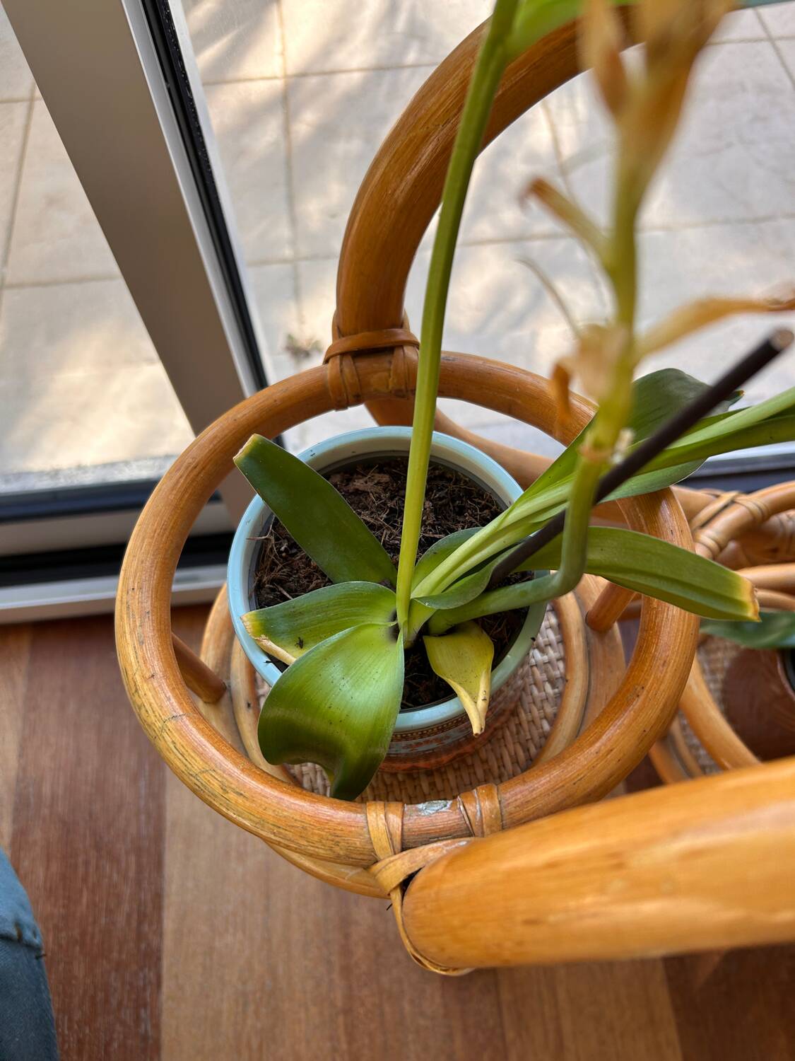 Vintage rattan plant stand – 1970s