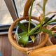 Vintage rattan plant stand – 1970s