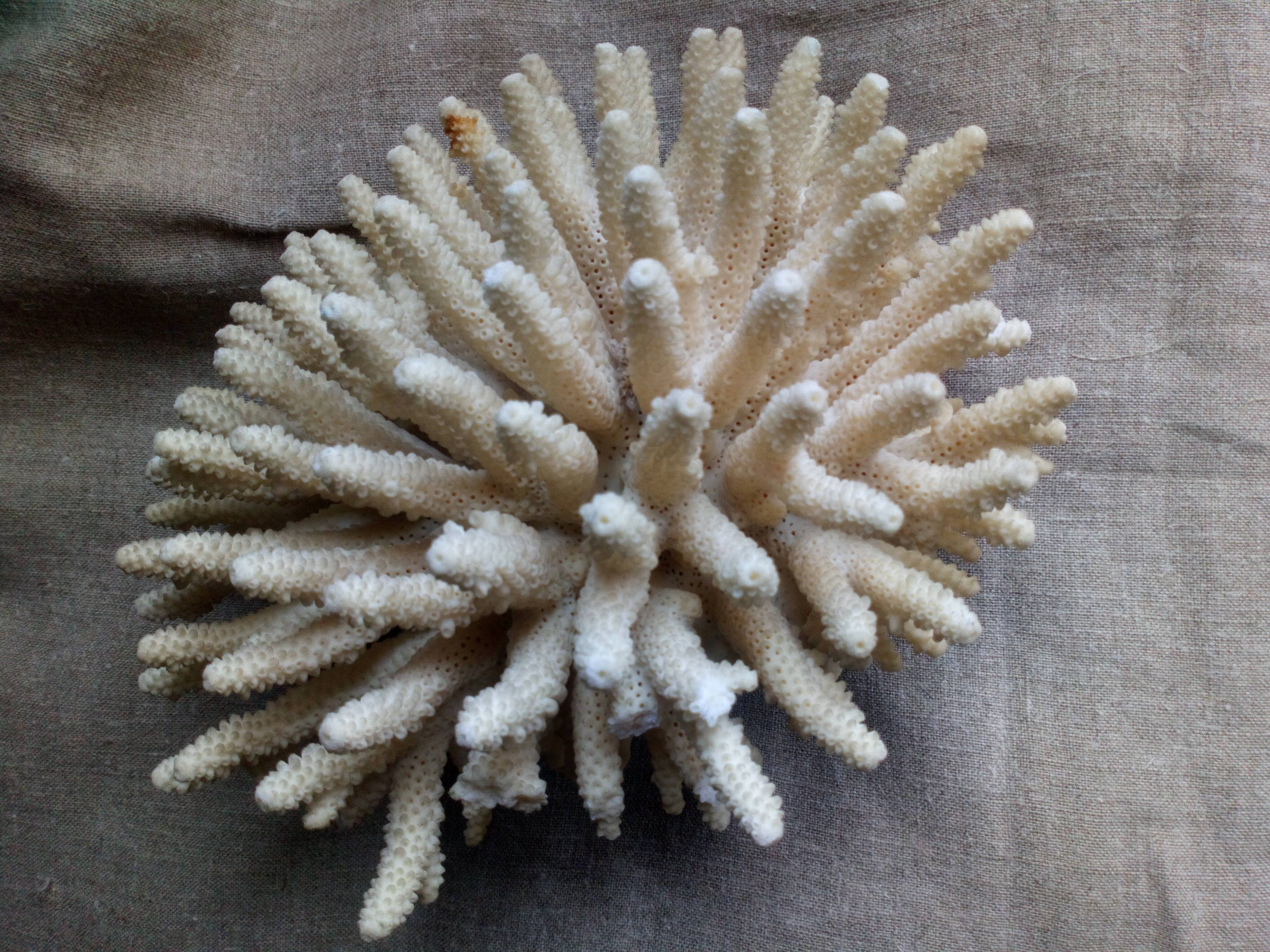 Ancient white coral bouquet