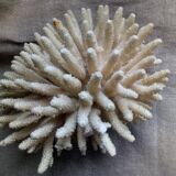 Ancient white coral bouquet