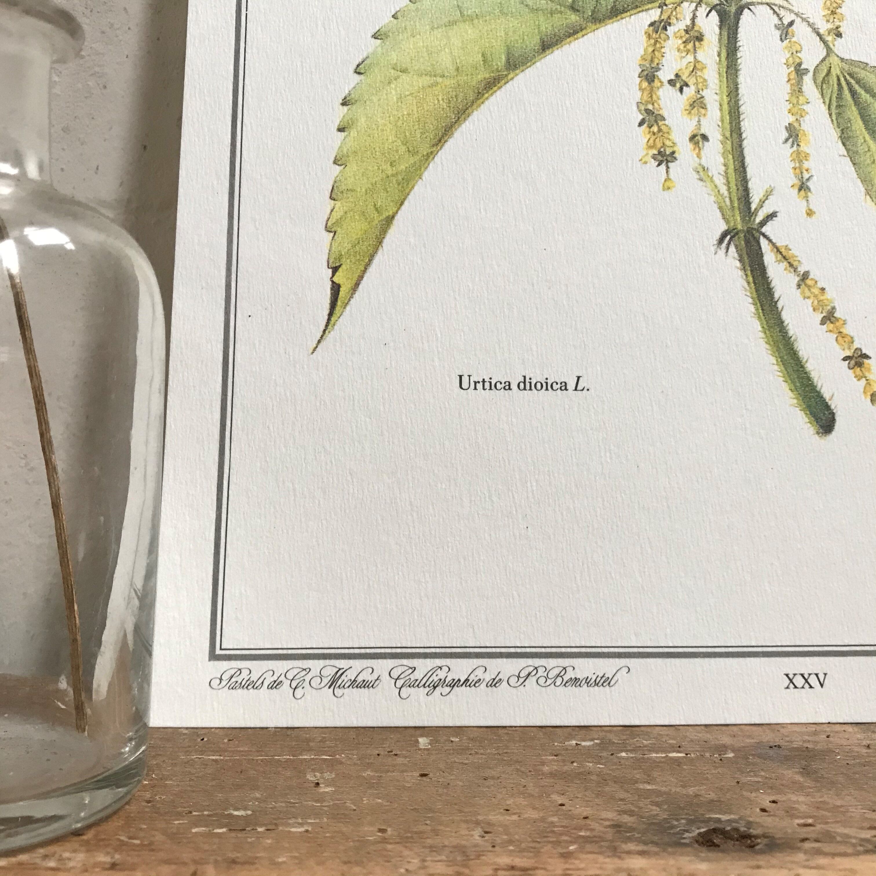 Botanical plank the great nettle