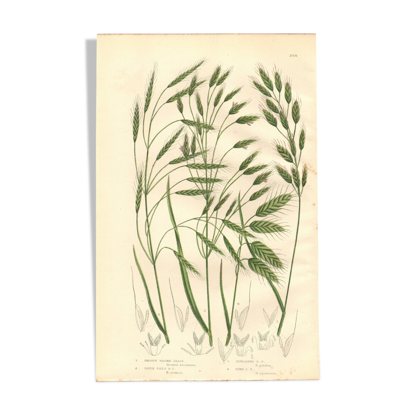 Engraving from 1889 - Wild Grasses - Antique botanical lithograph