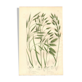 Engraving from 1889 - Wild Grasses - Antique botanical lithograph
