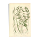 Engraving from 1889 - Wild Grasses - Antique botanical lithograph