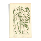 Engraving from 1889 - Wild Grasses - Antique botanical lithograph
