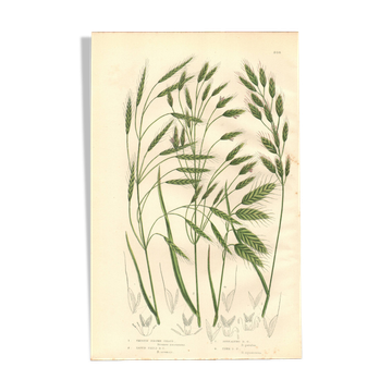 Engraving from 1889 - Wild Grasses - Antique botanical lithograph