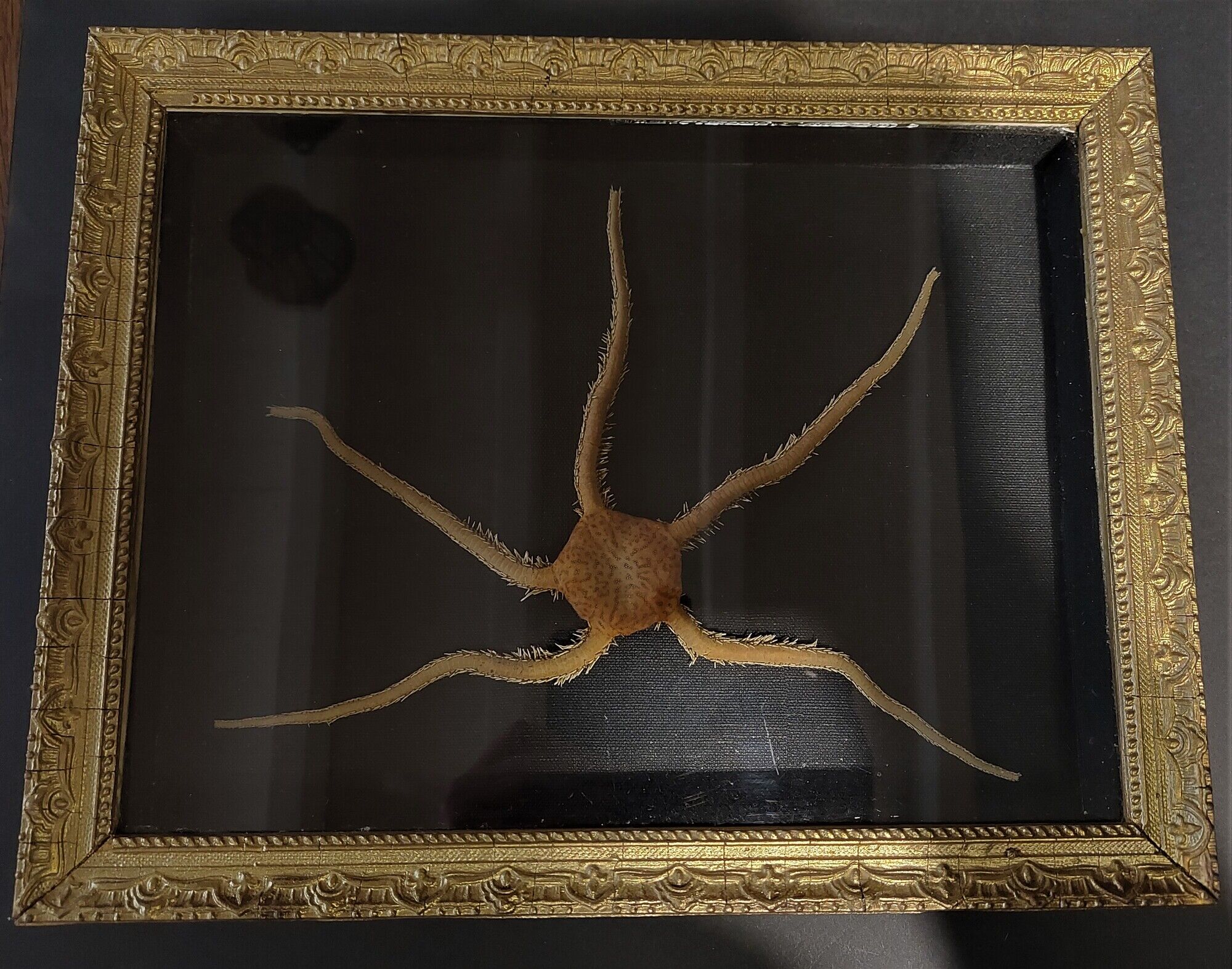 Natural History cabinet of curiosities frame with ophiiure ophiacantha vivipara
