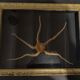 Natural History cabinet of curiosities frame with ophiiure ophiacantha vivipara