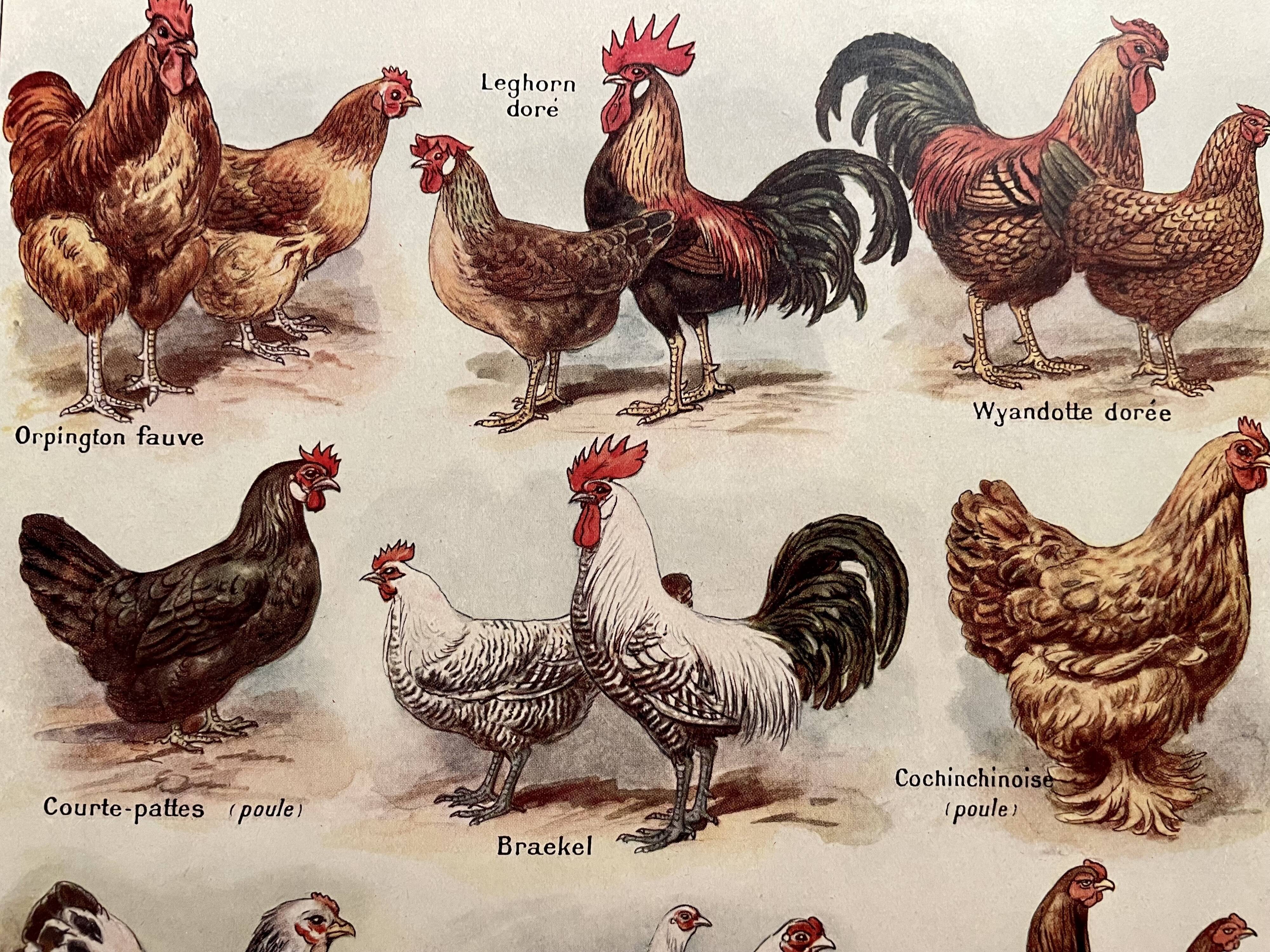 Lithograph on hens (XXXV) - 1920