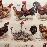 Lithograph on hens (XXXV) - 1920