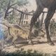 Antique engraving , the hunter to the discovery early XX century