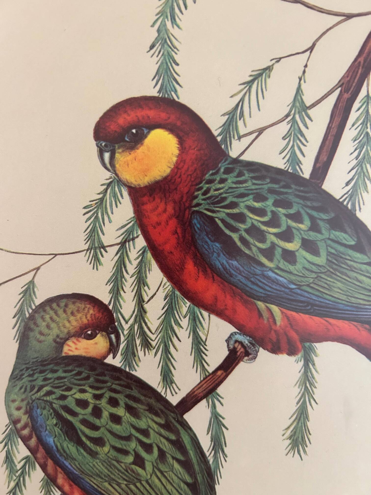 Old parrot lithograph