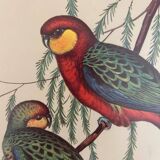 Old parrot lithograph