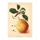 Botanical engraving 1911 - Bonne de Beaupry pear - natural fruit