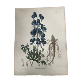 Phytographie médicale, aconit napel ,colorié main, joseph roques 1821