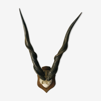 Horns of African animals