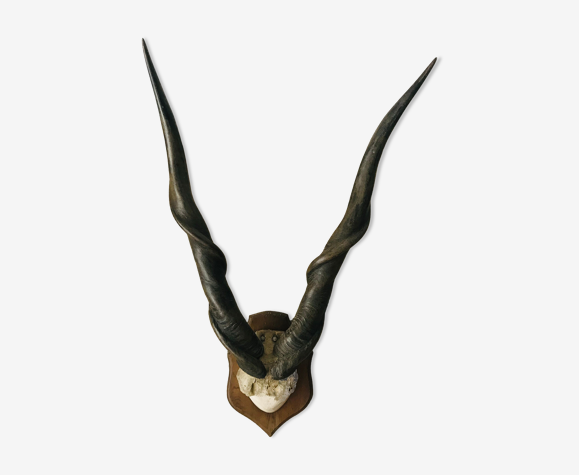 Horns of African animals