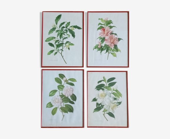 Ensemble de 4 planches d'herbier signées Paul Jones