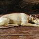 Porcelain biscuit greyhound