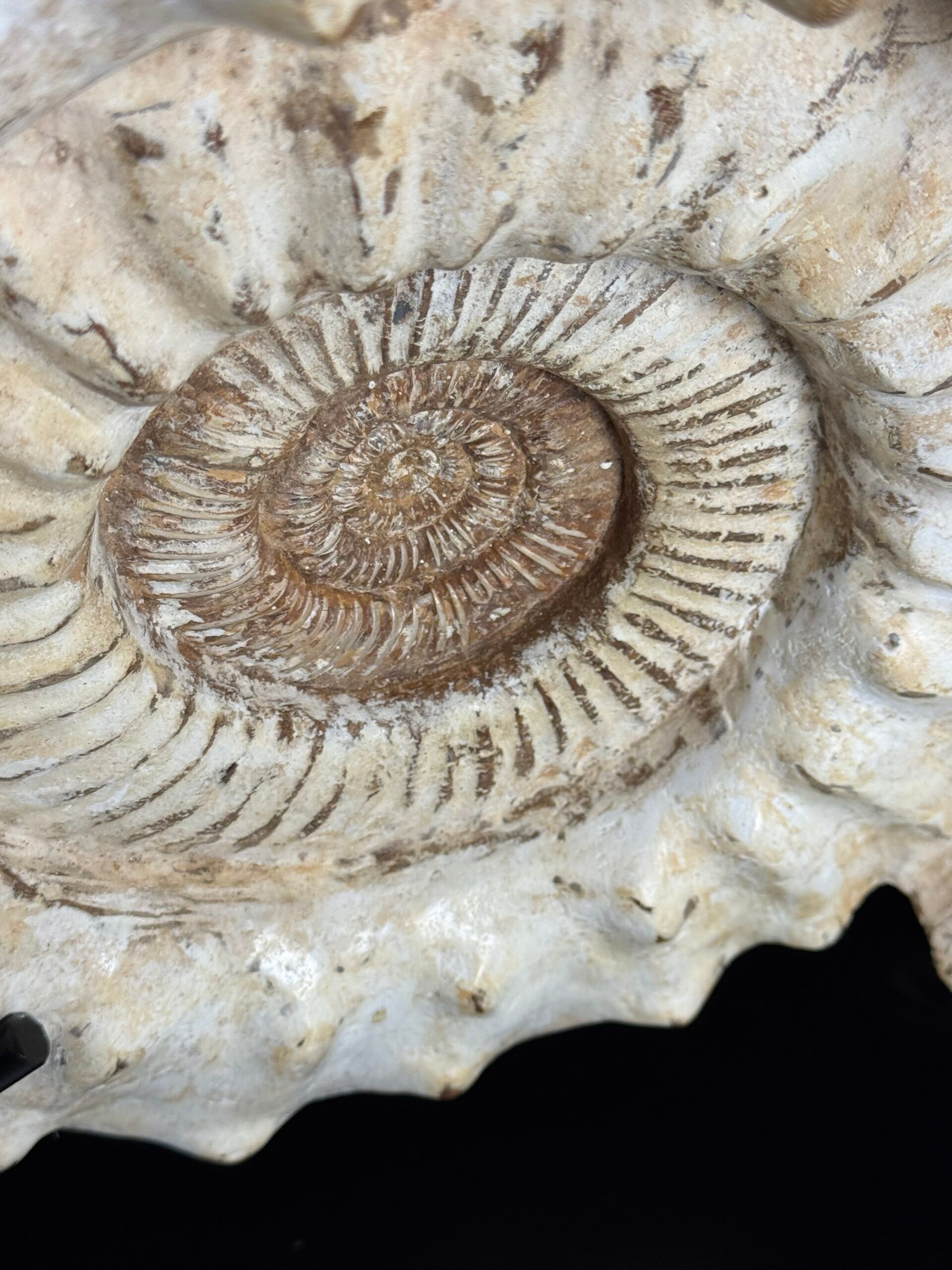 Fossile d'ammonite sur support