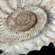 Fossile d'ammonite sur support