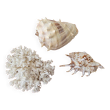 Shells and coral
