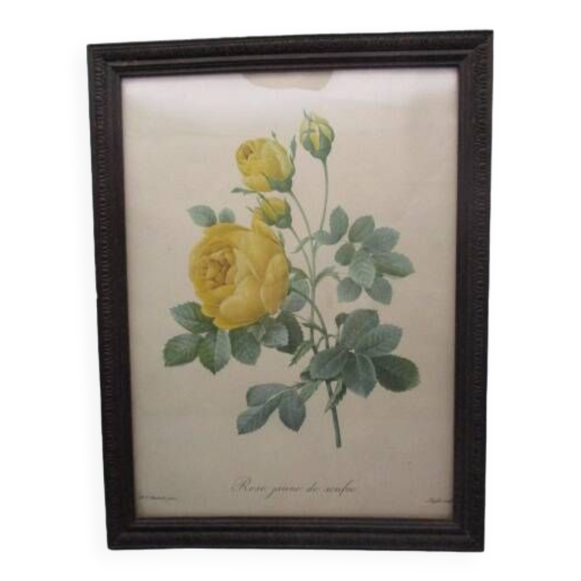 Old framed botanical engraving "yellow sulfur rose"