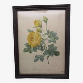 Gravure botanique ancienne encadrée " rose jaune de soufre"