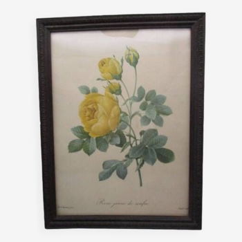 Old framed botanical engraving "yellow sulfur rose"