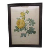 Gravure botanique ancienne encadrée " rose jaune de soufre"