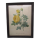 Old framed botanical engraving "yellow sulfur rose"