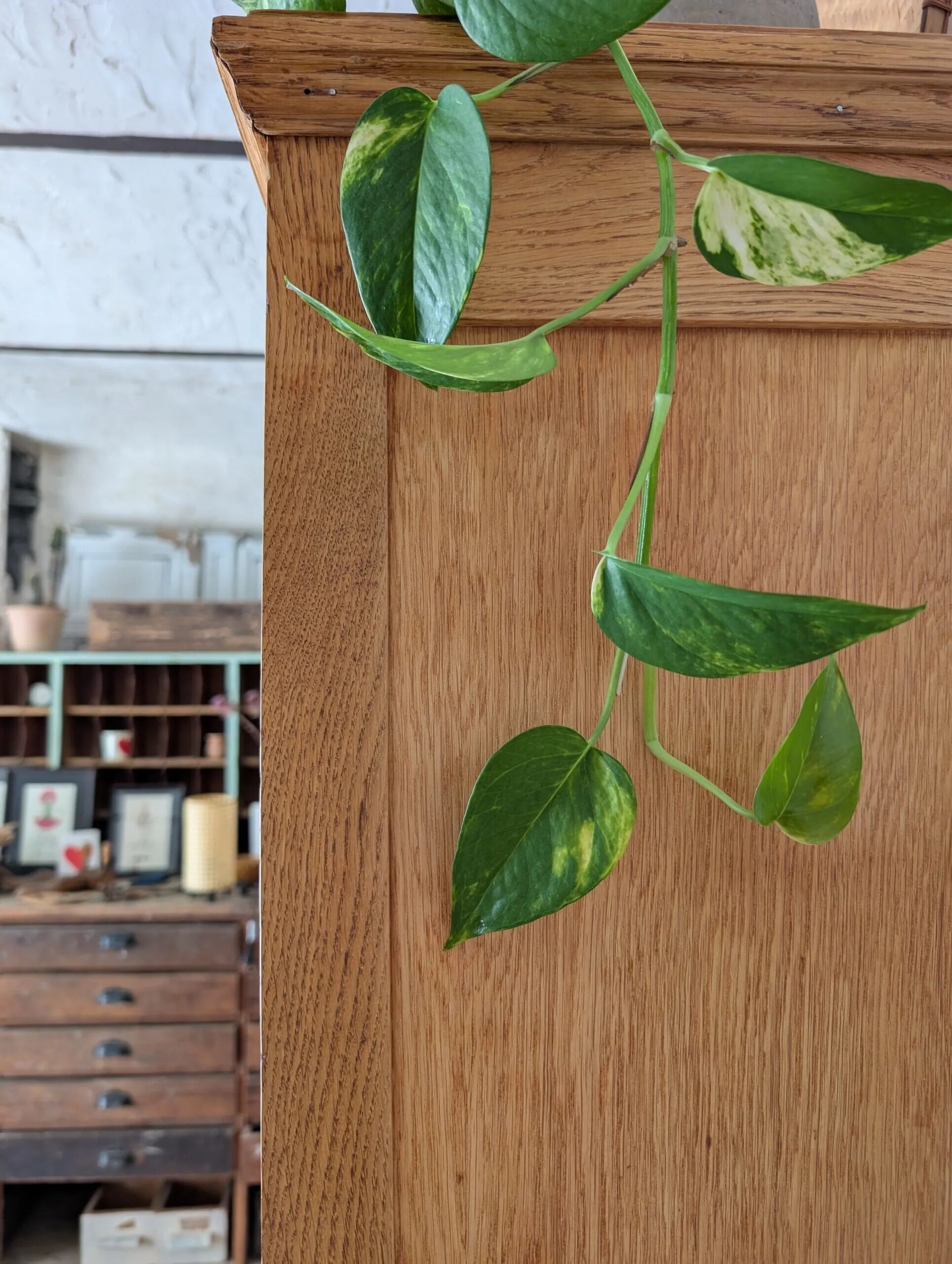 Vintage 1950s light oak school display cabinet – Vintage bookshelf