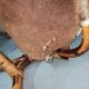 Pair of armchairs bamboo leather skin rohé noordwolde