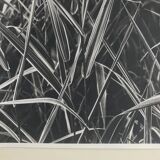Rosine nusimovici, untitled (poacea ii), c 1980. black and white silver print
