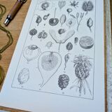 Printed in 1889, fruits and seeds. Antique botanical plate.
