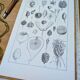 Printed in 1889, fruits and seeds. Antique botanical plate.