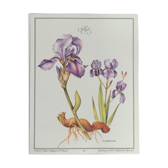 Botanical plank Iris