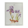 Botanical plank Iris