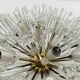 XXL Austrian Dandelion Wall or Ceiling Lamp by Emil Stejnar for Rupert Niko