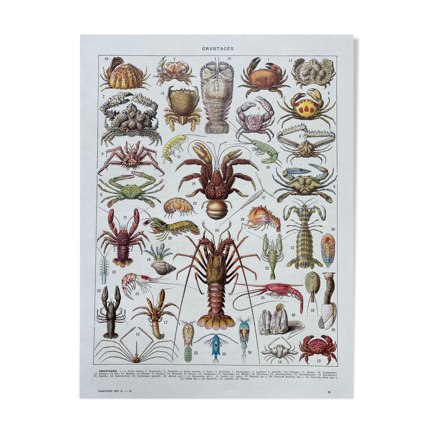 Illustration ancienne Millot "Crustacés"