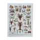Illustration ancienne Millot "Crustacés"