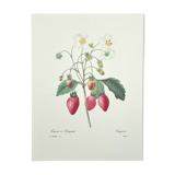 Planche botanique Fraisier à bouquet