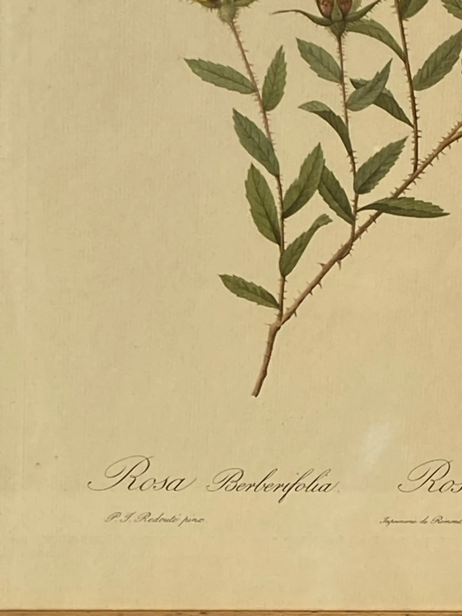Botanical print, Rose, J-P Redouté