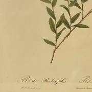 Botanical print, Rose, J-P Redouté